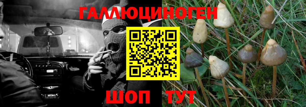 Пугачёв  Псилоцибиновые грибы Cubensis  Вход с VPN  Галлюциногенные грибы Cubensis 